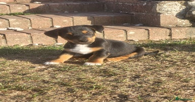 Jack Russell dogs - Advert 6