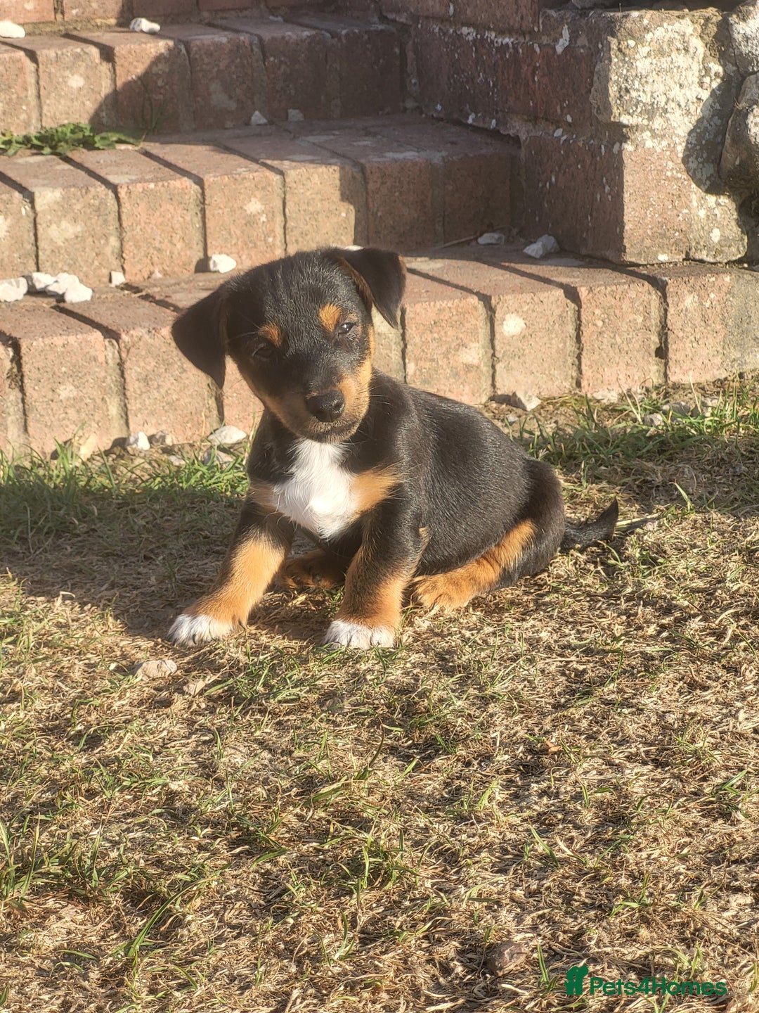 Jack Russell dogs for sale: miniature jack Russell puppies 1 girl left  - Image 2