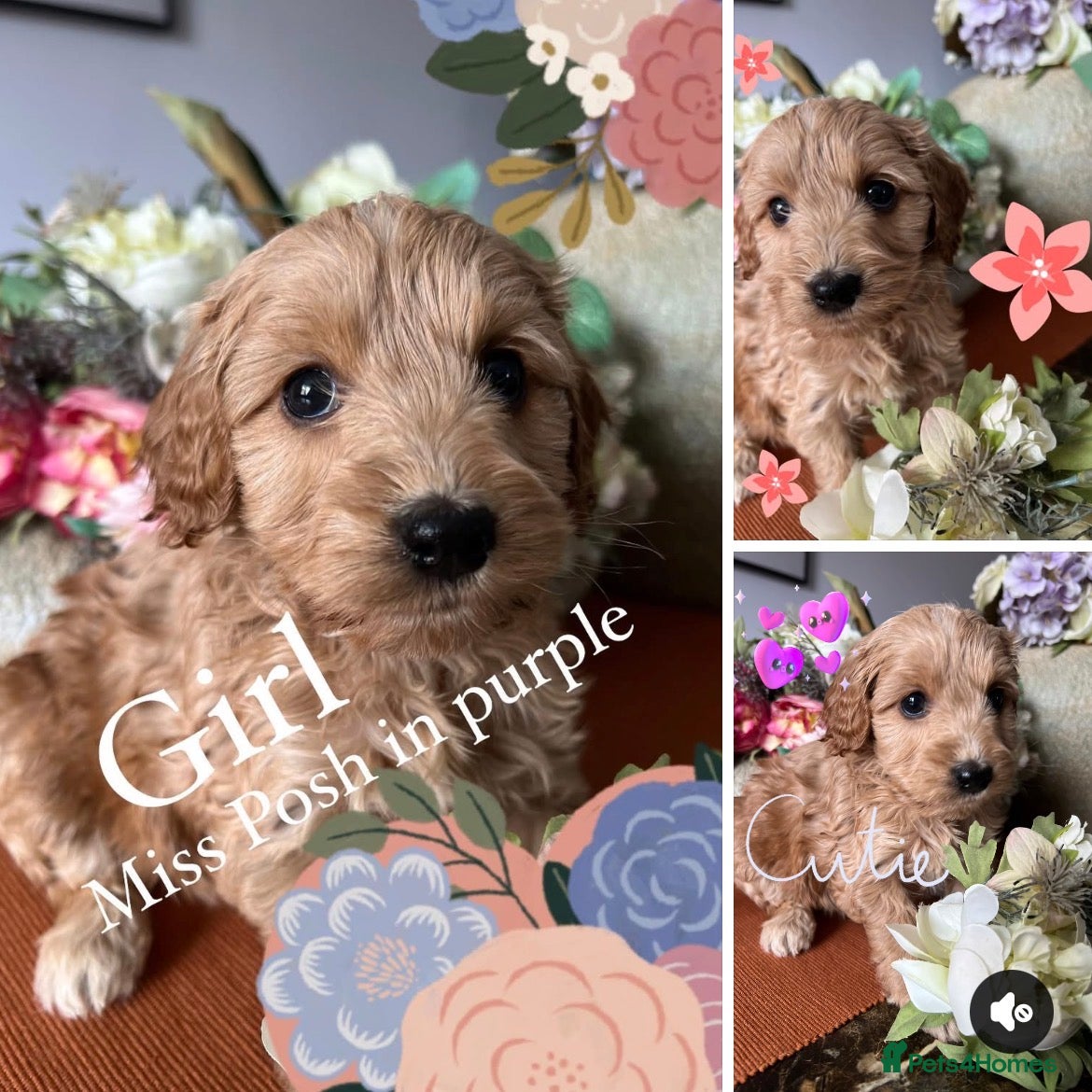 Cockapoo dogs F1 Cockapoo Puppies - Advert 2