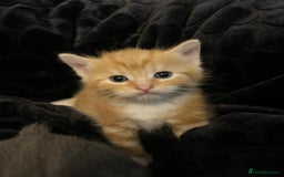 British Shorthair cats for sale: British short hair x - Image 14