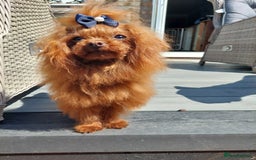 Toy Poodle dogs for sale: Full Asian poodle  - Image 6