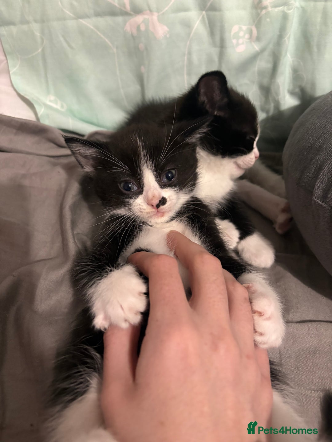 Ragdoll cats for sale:  Ragdoll X Kittens  - Advert 20