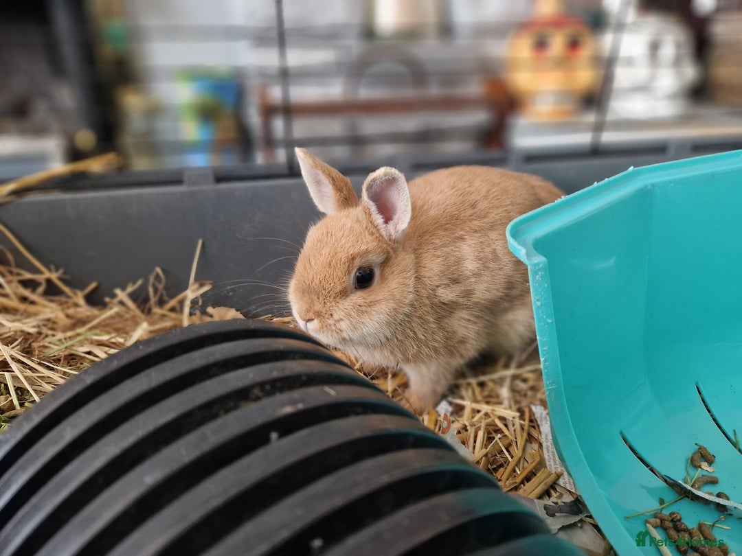 Netherland Dwarf rabbits for sale: Rare pretty purebred ginger Netherland dwarf girl - Image 5