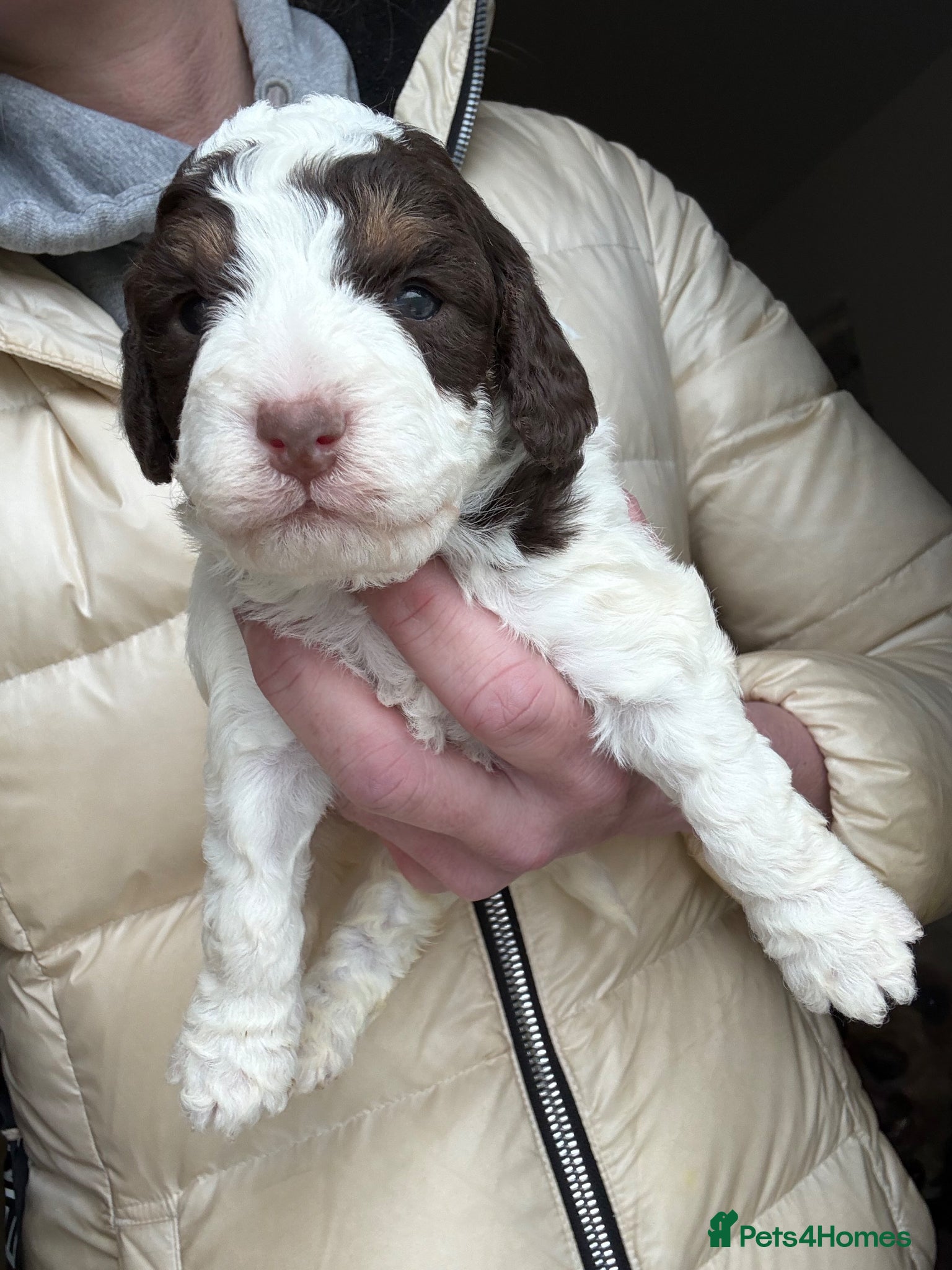 Cockapoo dogs Gorgeous litter of F1b cockapoos  - Advert 7