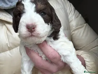 Cockapoo dogs Gorgeous litter of F1b cockapoos - Advert 7