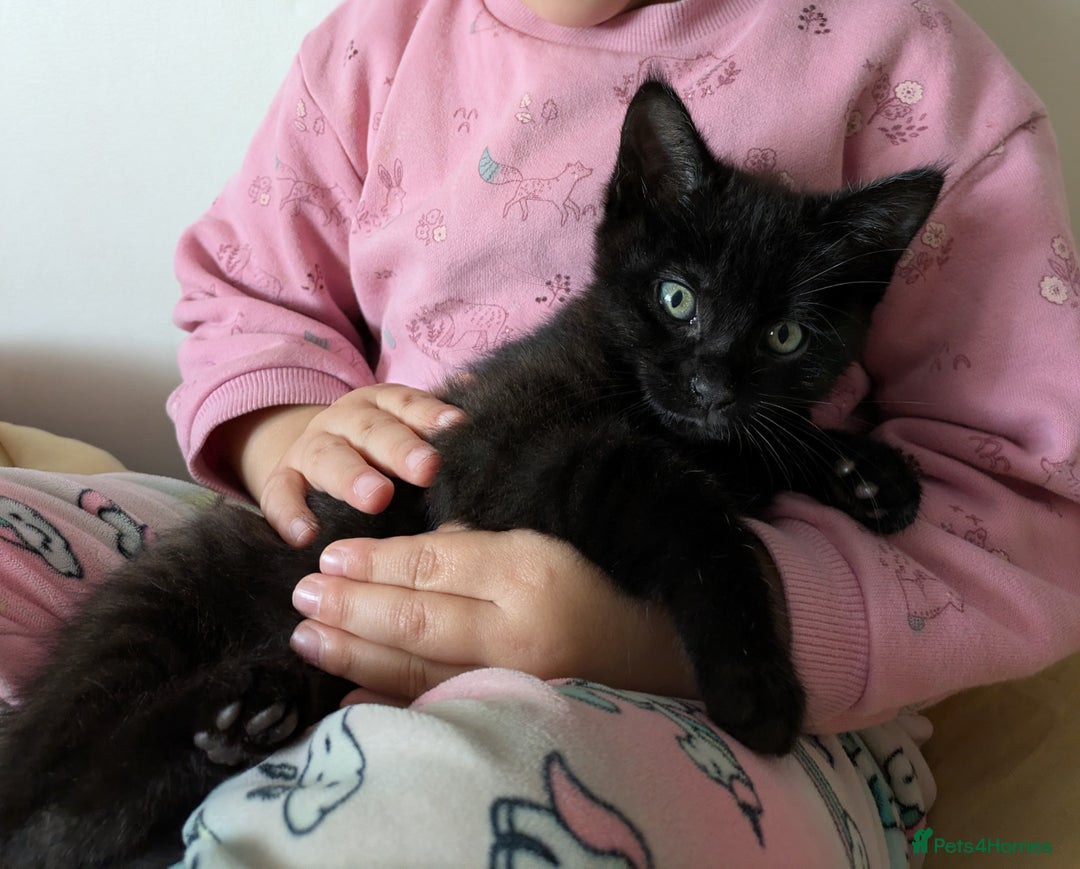 Bengal cats for sale: Melanistic Black Bengal Female Kitten - Image 2