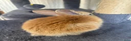 Continental Giant rabbits for sale:  Continental giant babies  - Advert 6
