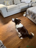 Border Collie dogs Border collie chocolate & white bitch 6 months old - Advert 7