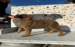 German Shepherd dogs for sale: German shepherd x Belgian malinois puppies - Image 14