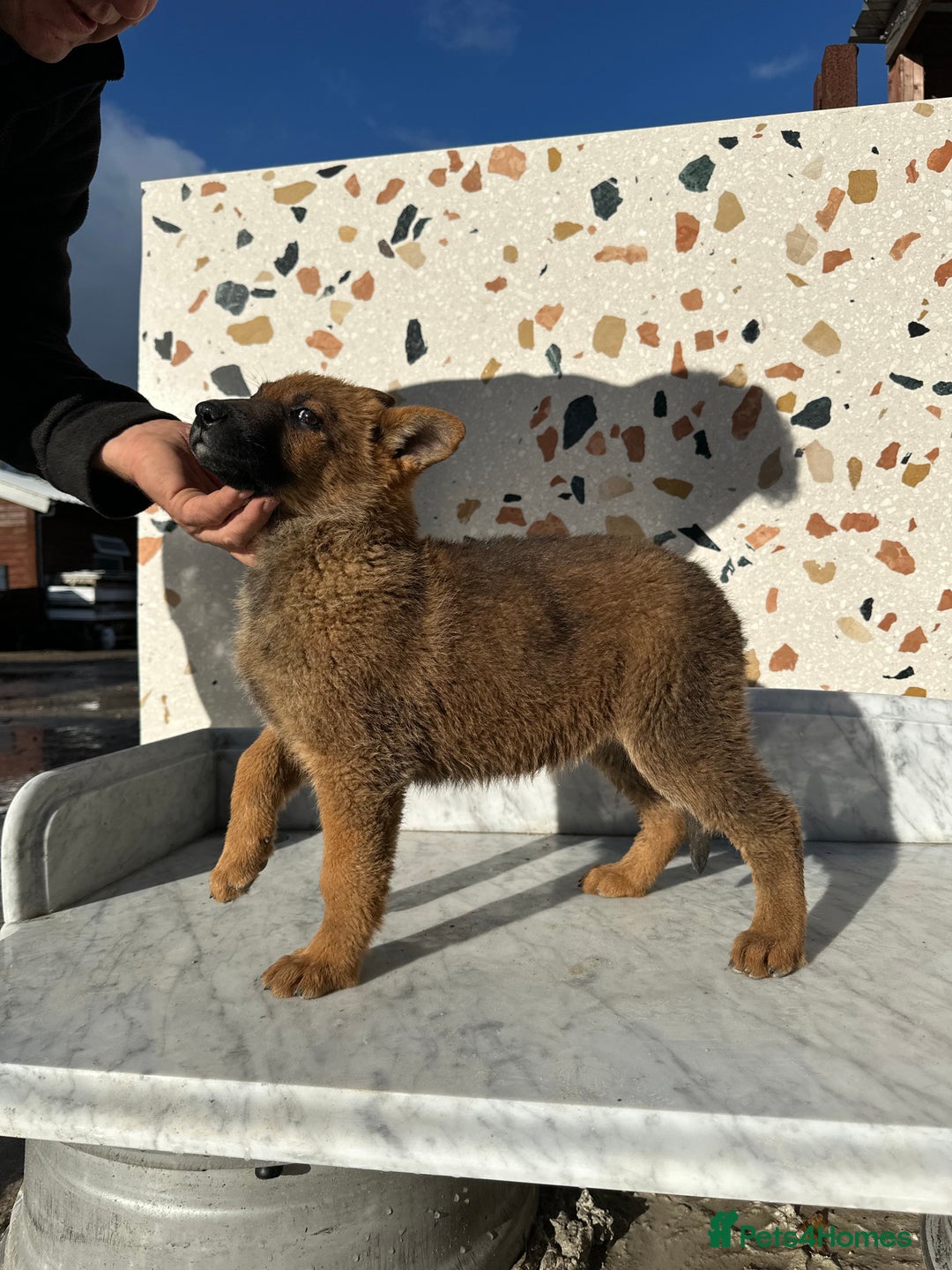 German Shepherd dogs for sale: German shepherd x Belgian malinois puppies - Image 14