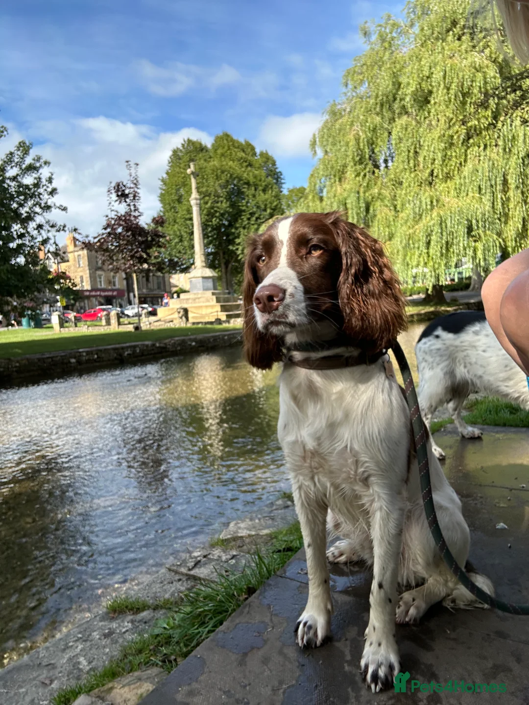 English Springer Spaniel dogs for stud: KC reg Working line springer spaniel stud  in Ammanford - Advert 10