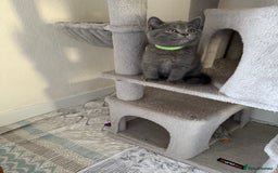 British Shorthair cats for sale: Mix British shorthair kittens for sale  - Image 2