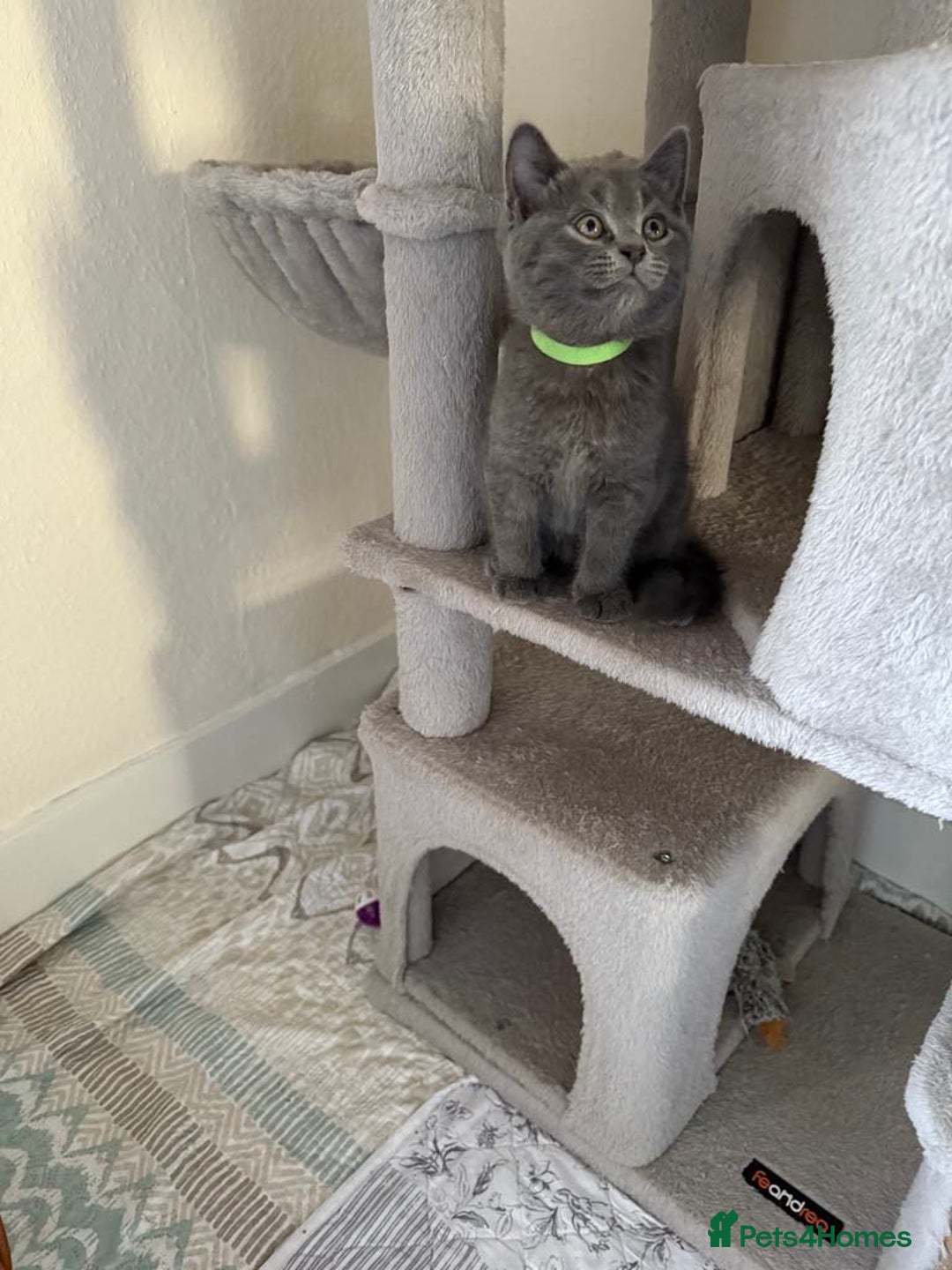 British Shorthair cats for sale: Mix British shorthair kittens for sale  - Image 2