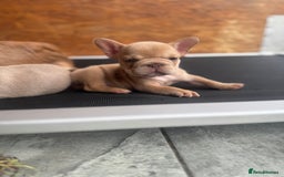 French Bulldog dogs for sale: Fluffy French Bulldogs/DNA Tested Parents  - Image 17
