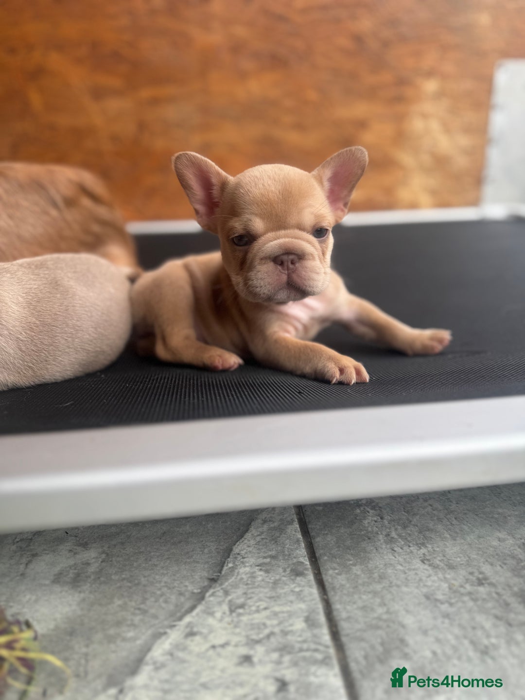 French Bulldog dogs for sale: Fluffy French Bulldogs/DNA Tested Parents  - Image 17