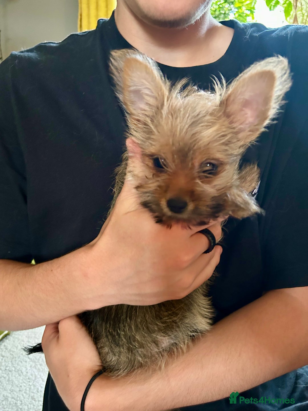 Mixed Breed dogs for sale: Healthy happy puppies Pomeranian Yorkshire Terrier - Image 8