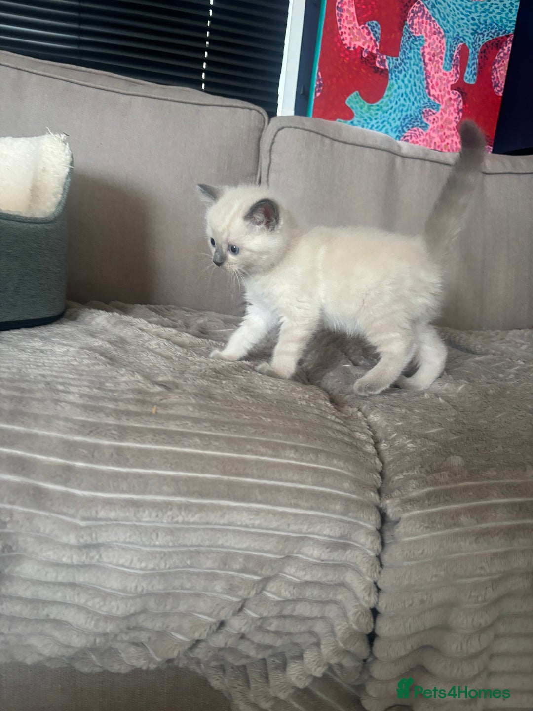 Ragdoll cats for sale: Beautiful ragdoll x silver tabby kittens  - Image 9