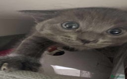 British Shorthair cats for sale: Blue British short haired kittens - Image 4