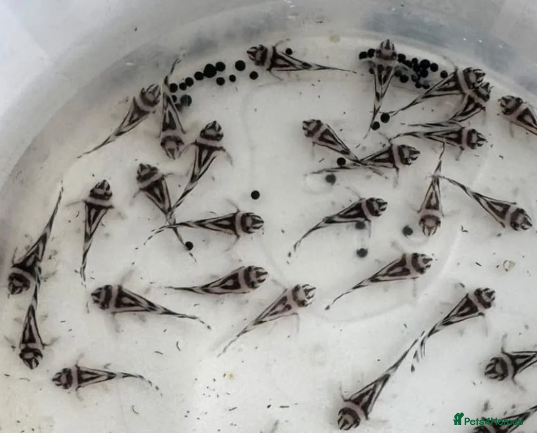 Plecos fish for sale: L046 Zebra Plecos. 1” - Advert 1