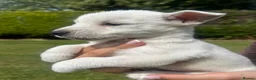 West Highland Terrier dogs for sale: West highland terrier  in Northallerton - Advert 31