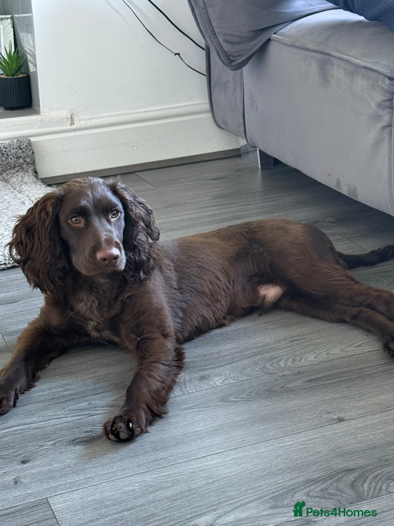 Sprocker dogs 8 month old chocolate Sprocker spaniel  - Advert 2