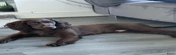 Sprocker dogs for sale: 8 month old chocolate Sprocker spaniel  - Advert 1