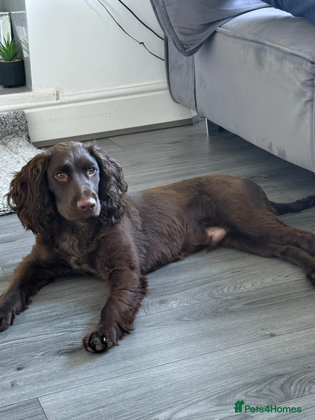 Sprocker dogs for sale: 8 month old chocolate Sprocker spaniel  - Advert 1