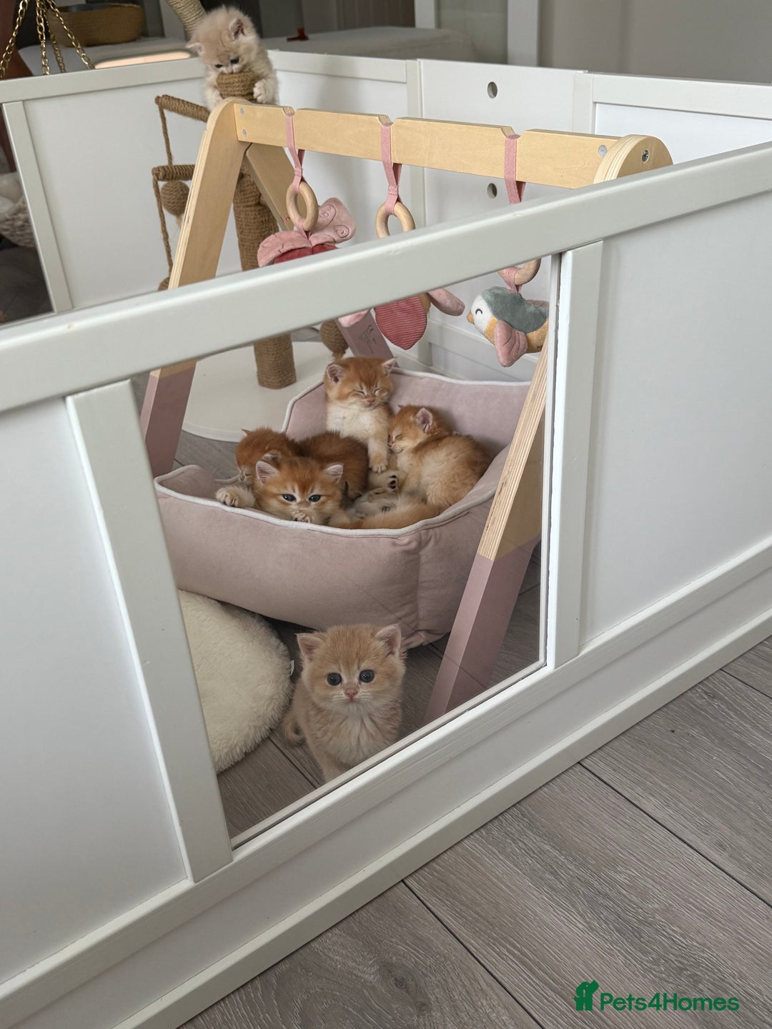 Brazilian Shorthair cats for sale: Golden British Shorthair kittens - Image 27