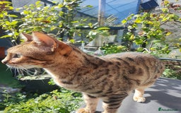 Bengal cats for sale: 🐆 Stunning TICA Registered Bengals Available 🐾 - Image 14