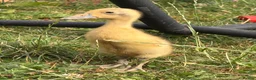 Ducks poultry for sale: Indian runner ducklings  - Advert 6