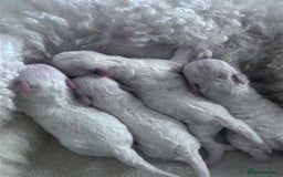 Bichon Frise dogs for sale: Bichon Frise - Image 9