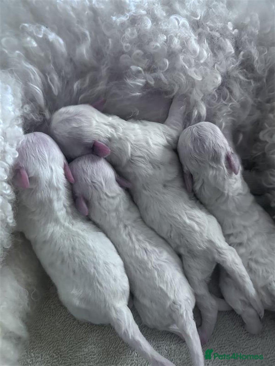 Bichon Frise dogs for sale: Bichon Frise - Image 9