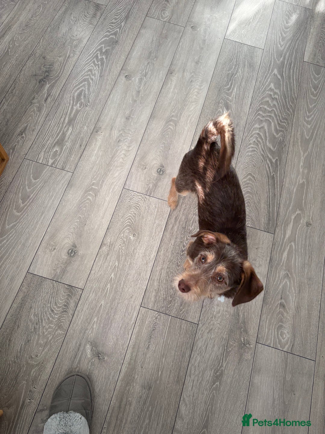 Doxiepoo dogs for sale: Friendly dog looking for a loving home - Advert 2