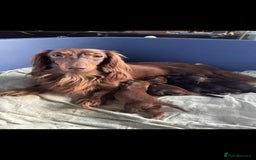 Miniature Dachshund dogs for sale: mini long hair pups for sale  - Image 6