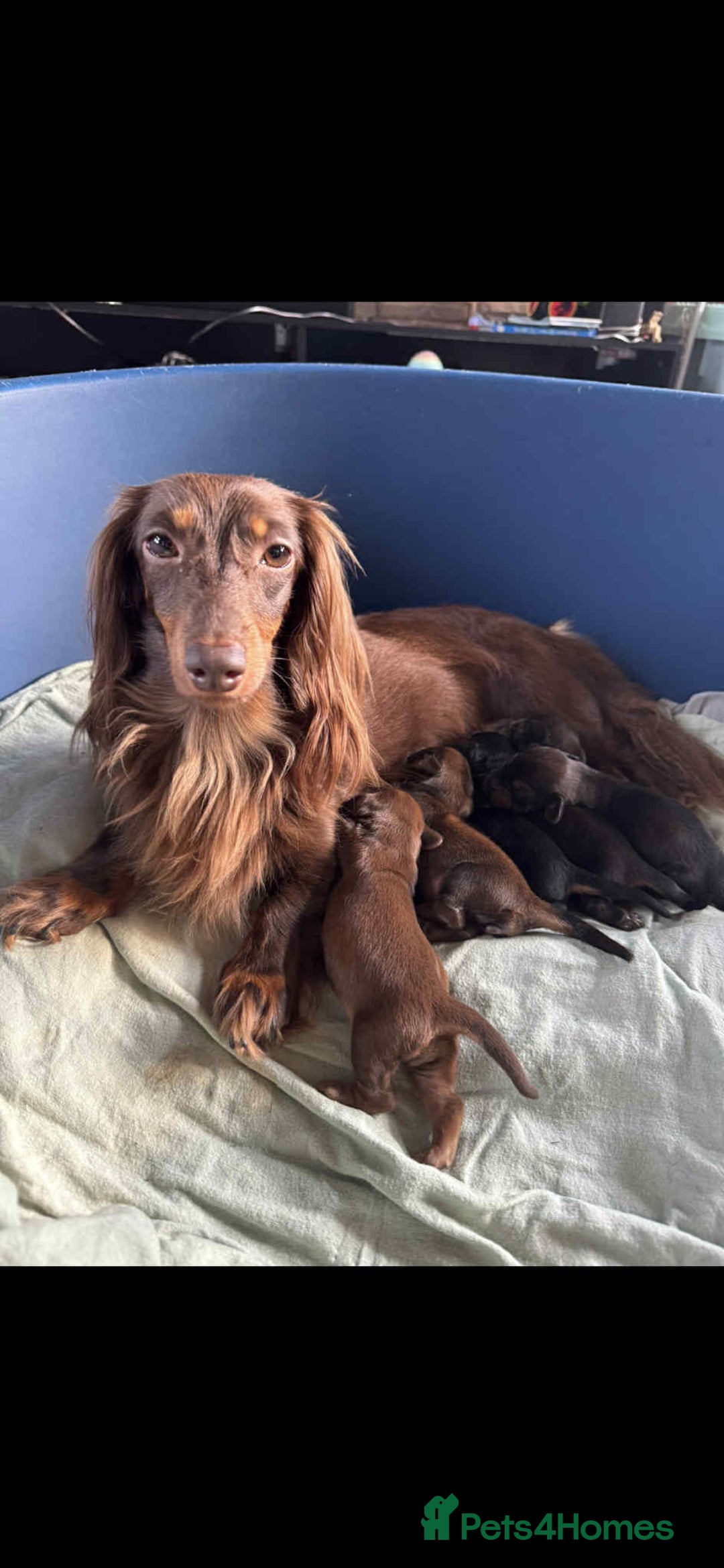 Miniature Dachshund dogs for sale: mini long hair pups for sale  - Image 6