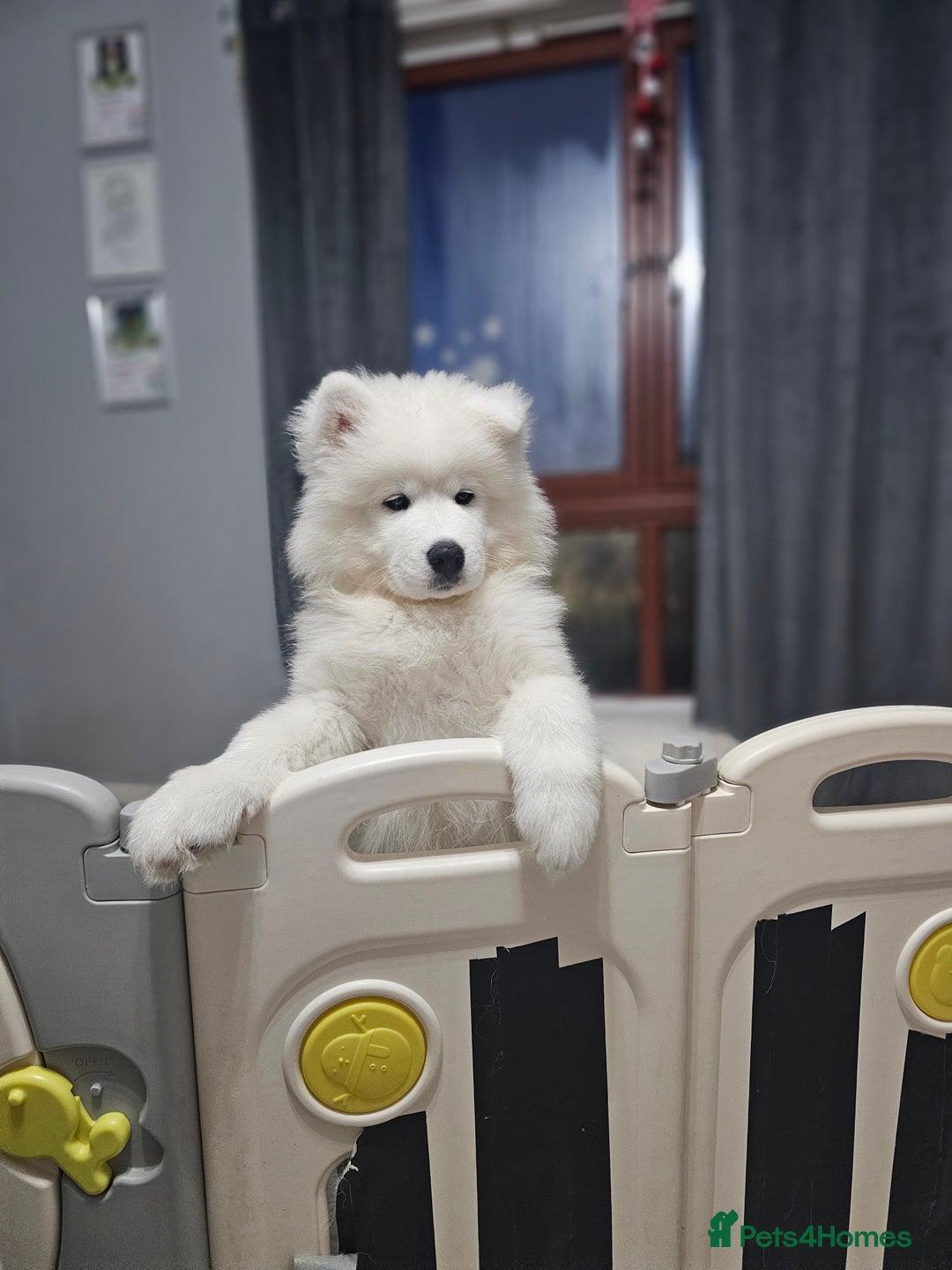 Samoyed dogs for sale: Beautiful, cheerful Samoyeds.  - Advert 3