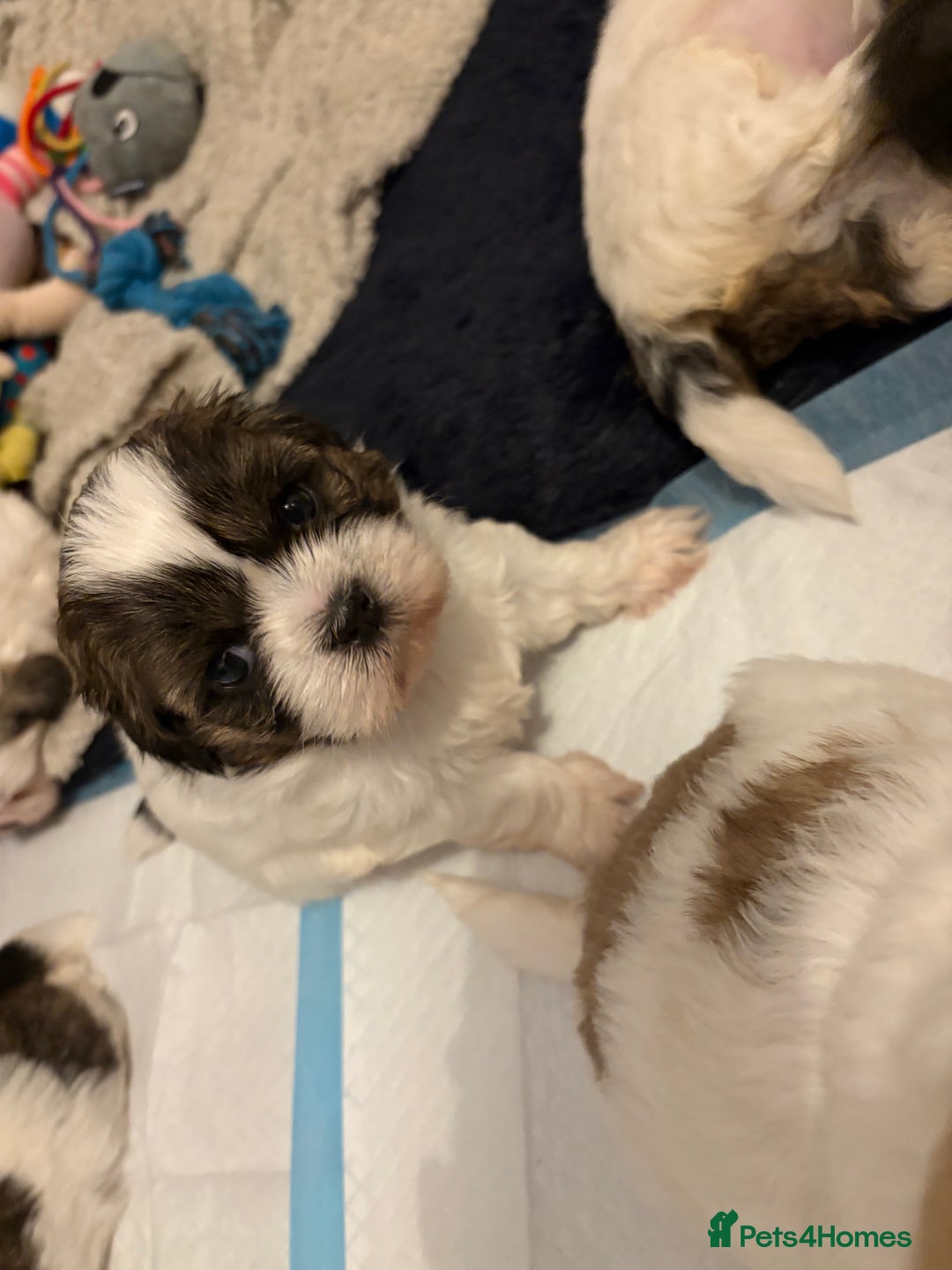Shih Tzu dogs for sale: 4 Shih tzu girls  - Image 6