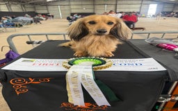 Miniature Dachshund dogs for stud: Quality mini long hair dachshund  - Image 4
