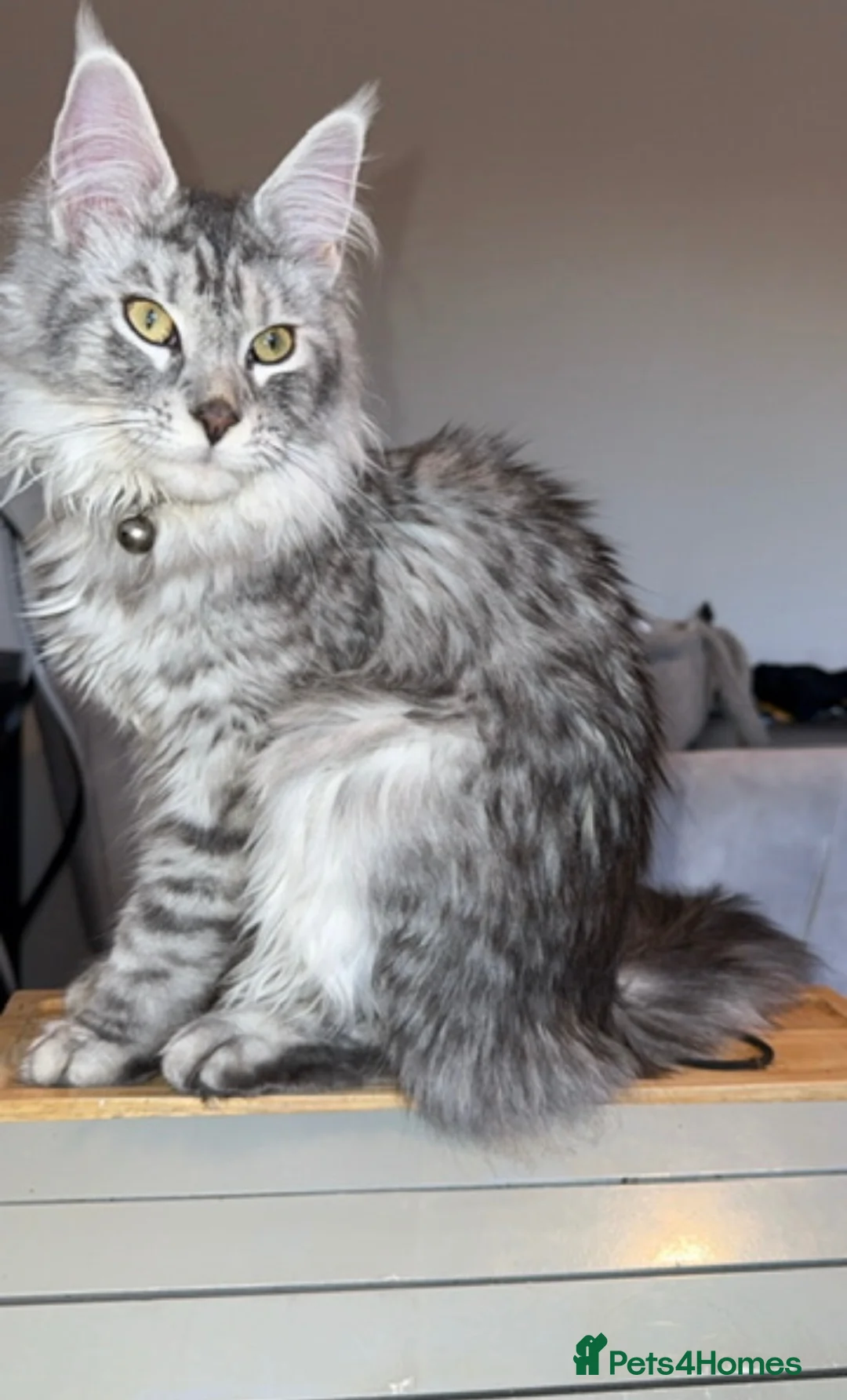 Maine Coon cats for sale: Stunning white black Silver Maine Coon Female - Advert 2