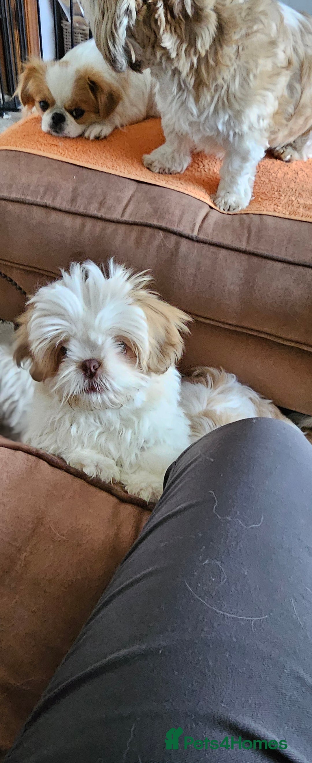 Mixed Breed dogs for sale: 4 beautiful little puppies chihuahua/shih tzu X - Advert 37