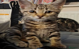 Mixed Breed cats for sale: Girls ready for there forever home  - Image 2