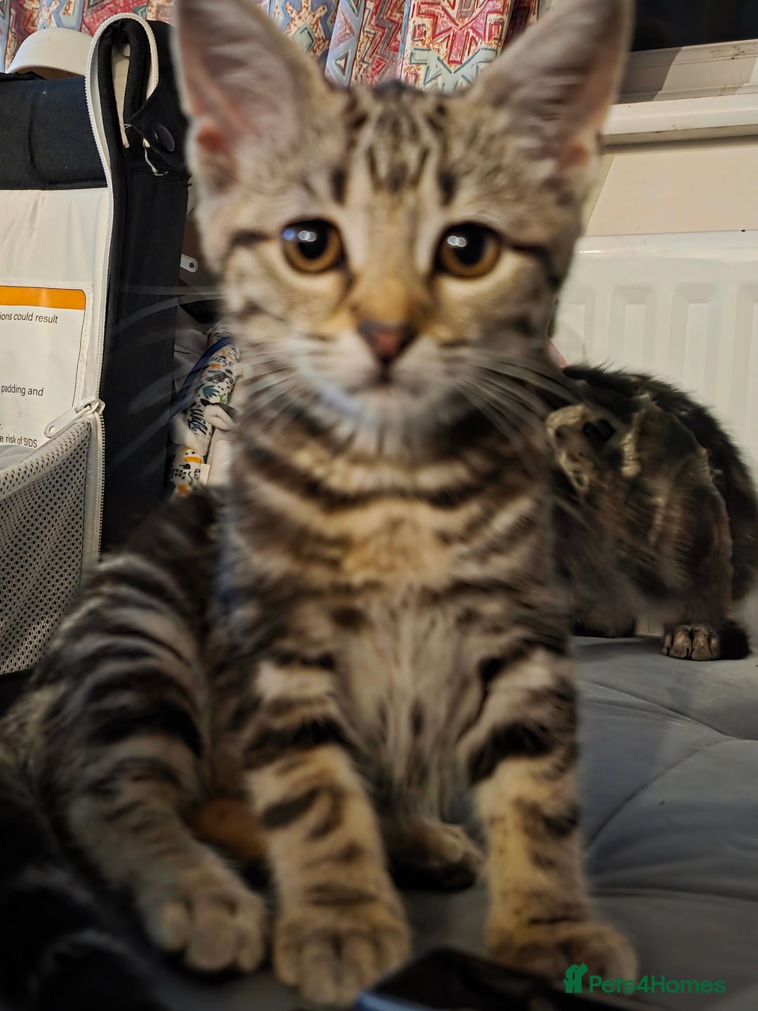 Mixed Breed cats for sale: Girls ready for there forever home  - Image 2