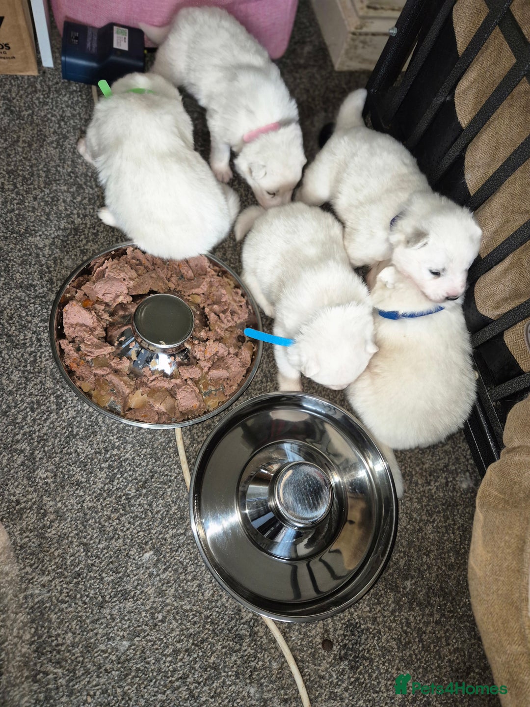 Samoyed dogs for sale: Samoyed puppies - can leave anytime from 23rd  - Advert 5