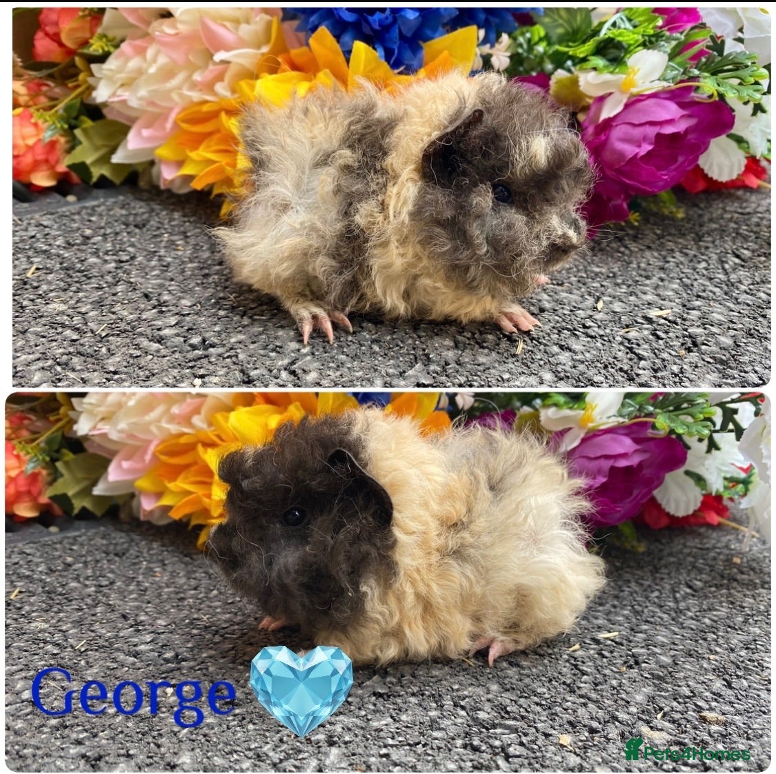 Guinea Pig rodents Pedigree Lunkarya Guinea pigs ready now  - Advert 1