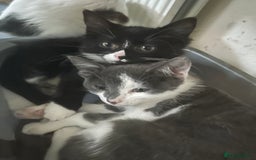 Mixed Breed cats for sale: Female kitten looking for home - Image 18