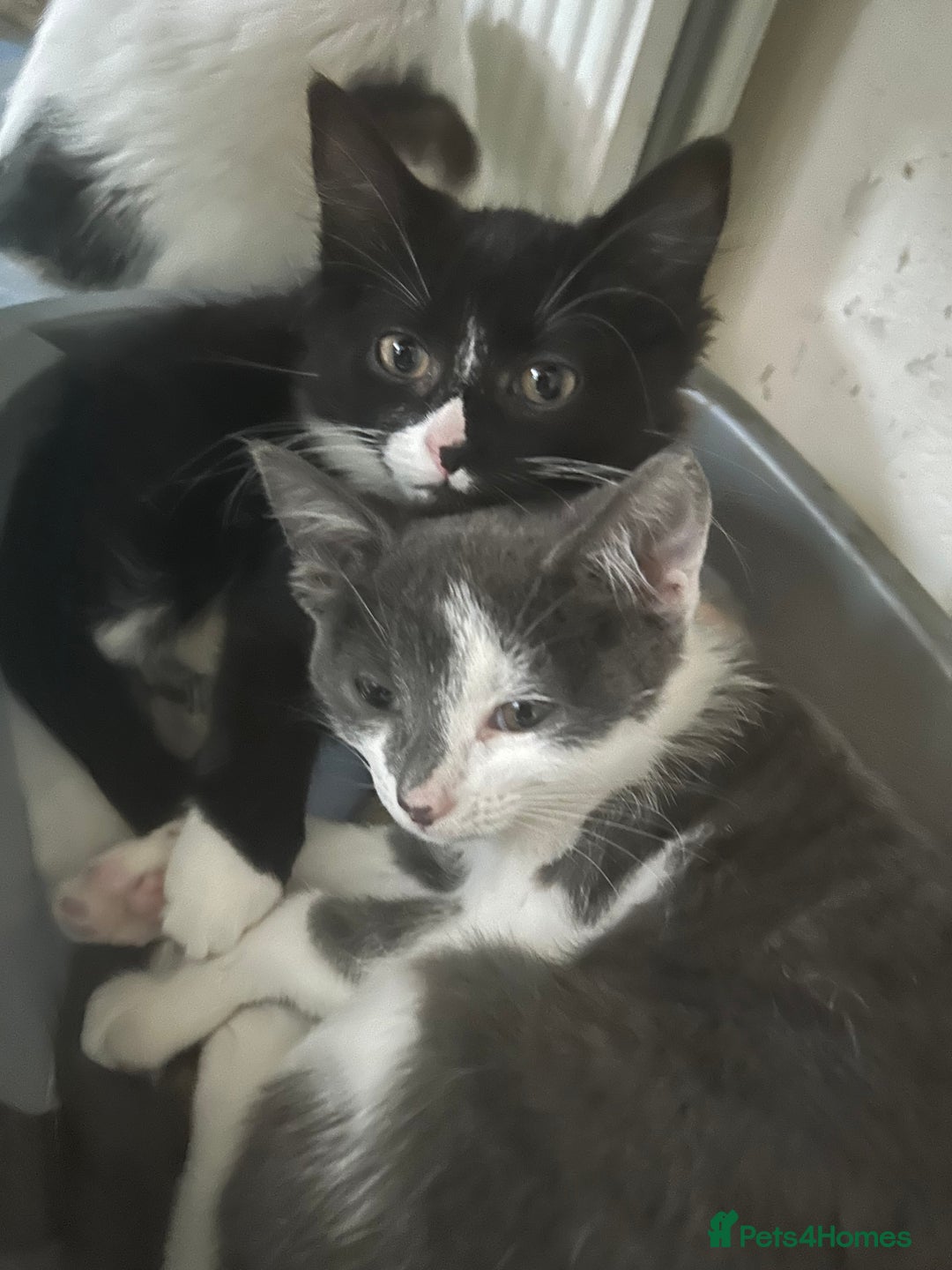 Mixed Breed cats for sale: Female kitten looking for home - Image 18