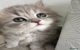 British Longhair cats for sale: British Longhair GCCF Registered  - Image 17