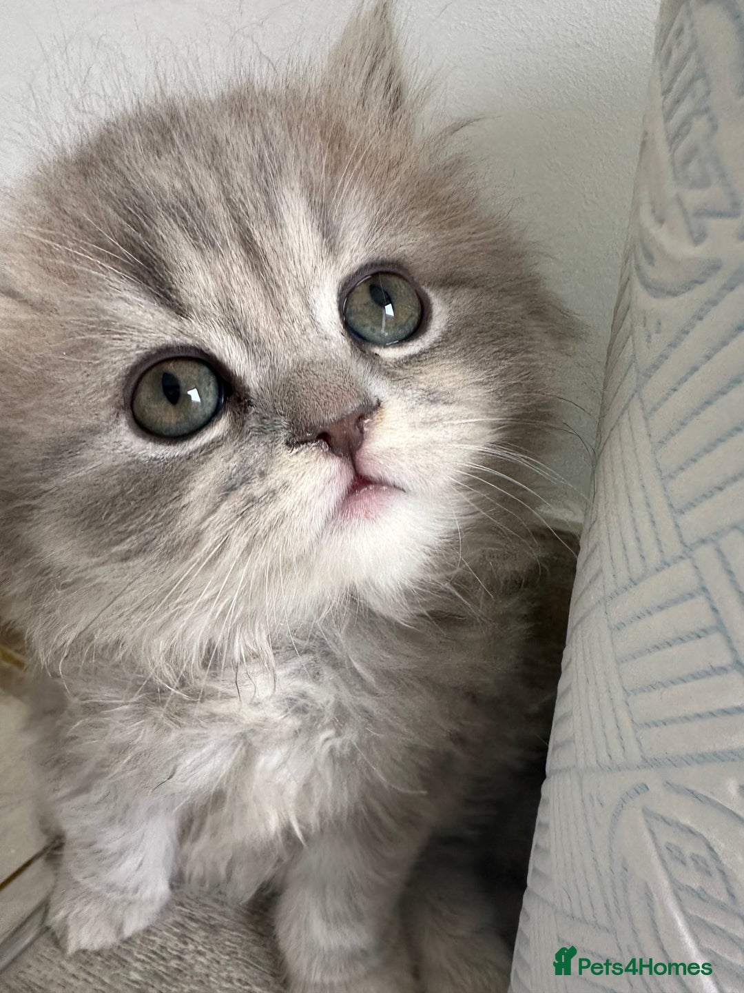 British Longhair cats for sale: British Longhair GCCF Registered  - Image 17