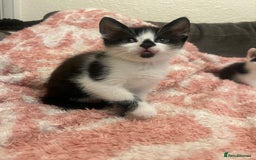 Mixed Breed cats for sale: 5 beautiful kittens looking for forever home  - Image 4