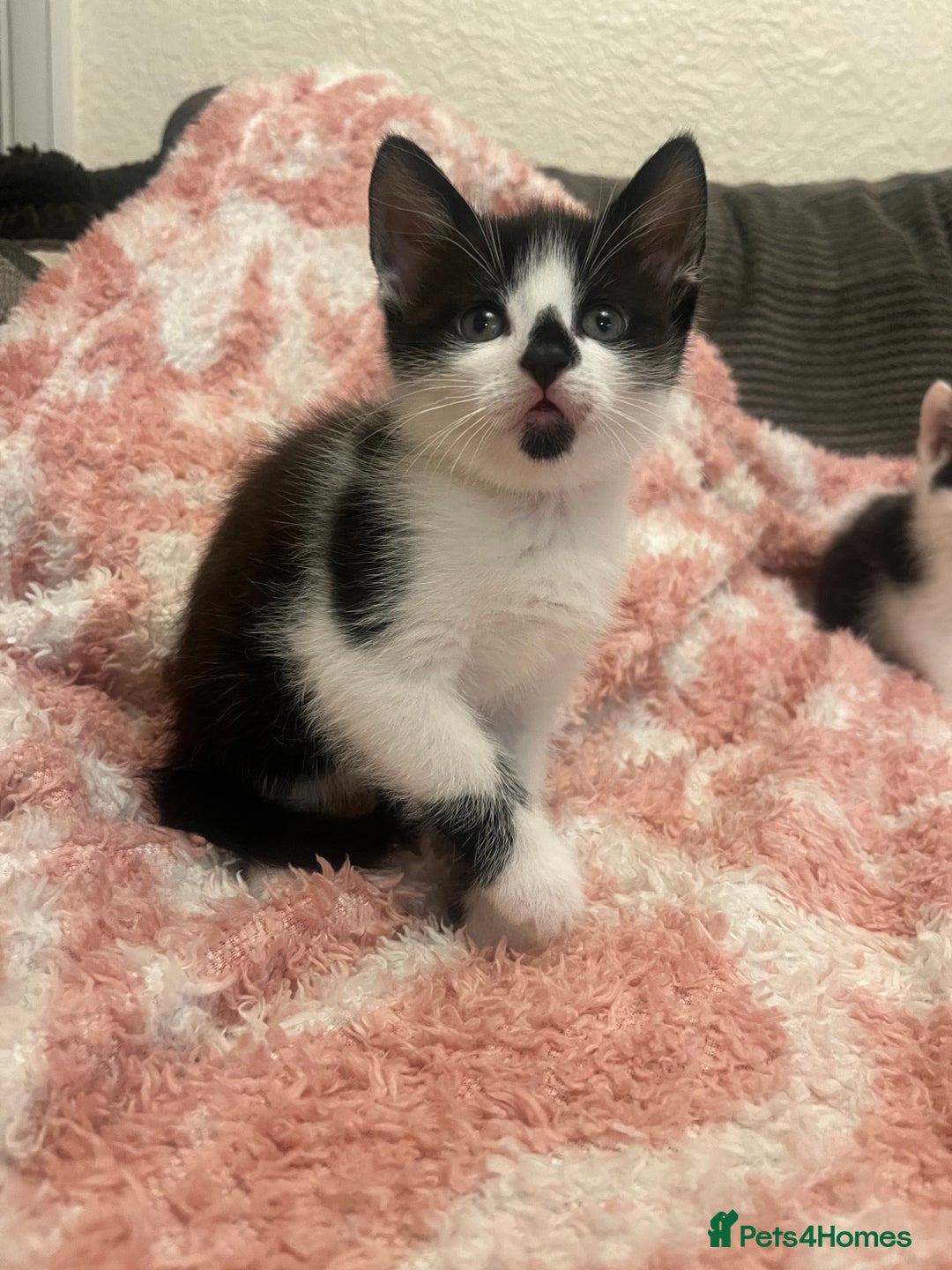 Mixed Breed cats for sale: 5 beautiful kittens looking for forever home  - Image 4
